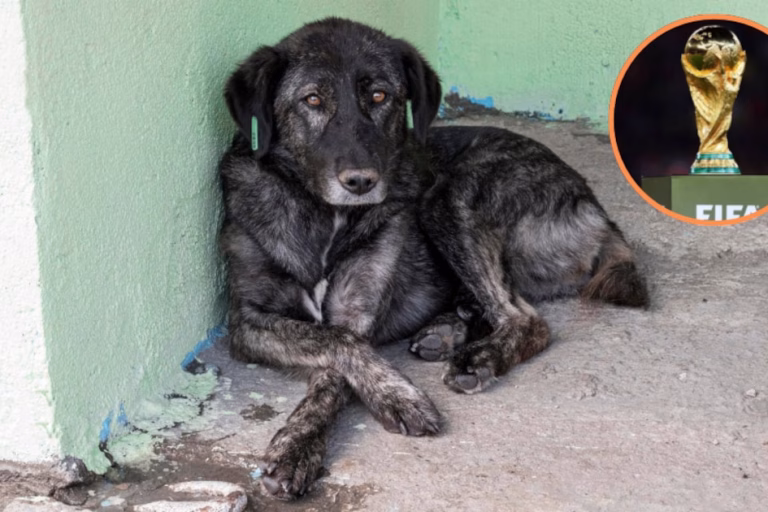 Tres millones de perros en peligro: envenenamientos y sacrificios amenazan a la población canina en Marruecos por el Mundial 2030